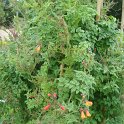 Eccremocarpus scaber (4)